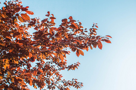 蓝天下红黄树叶摄影图