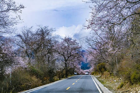 公路西藏摄影照片_公路两旁桃花树摄影图