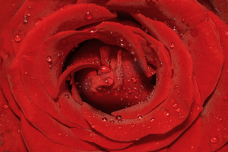 唯美玫瑰摄影照片_唯美的红色玫瑰花摄影图
