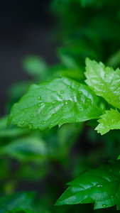 雨天过后绿色清新叶子摄影图