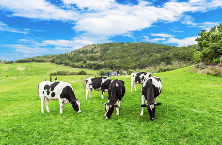 春节草原摄影照片_内蒙古草原吃草奶牛摄影图