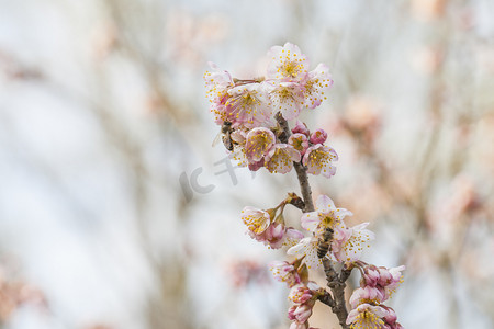 盛开桃花花枝特写自然风景摄影图