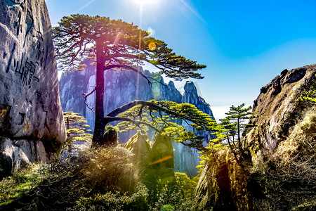 黄山松徽派盆景摄影照片_迎客松山峰和岩石摄影图