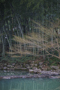 杭州植物园风景竹林自然风景摄影图