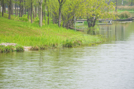湖边绿色草地摄影图