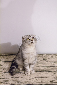 宠物猫之折耳幼猫摄影图