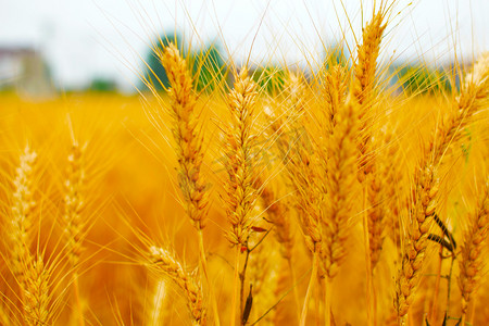 自然风干腊肉摄影照片_植物小麦成熟自然风景摄影图