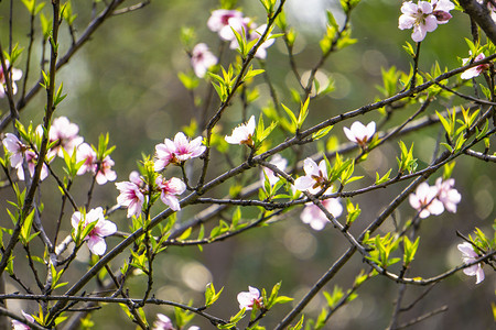 春天植物桃花摄影图