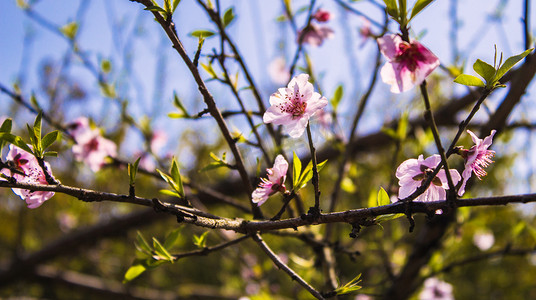 春天桃花自然风景摄影图