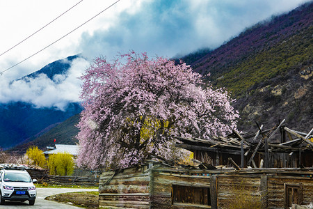 桃花山摄影照片_林芝桃花林摄影图