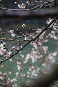 冬季树枝摄影照片_杭州植物园风景白梅湖面摄影图