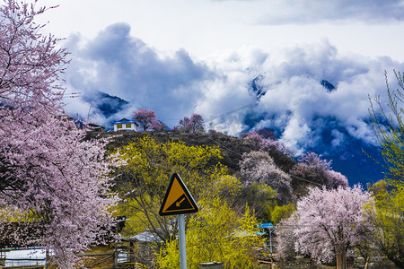 林芝桃花林摄影图