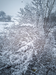 冬至植物摄影照片_雪后树木自然风景摄影图