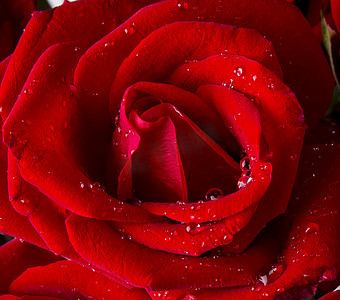 一朵带露珠的红玫瑰