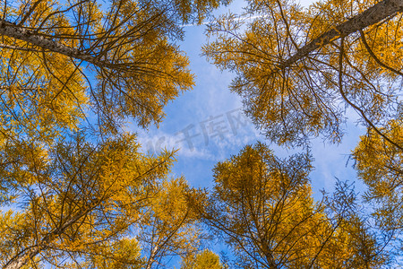 黄叶不断摄影照片_仰望天空蓝天与落叶松林摄影图