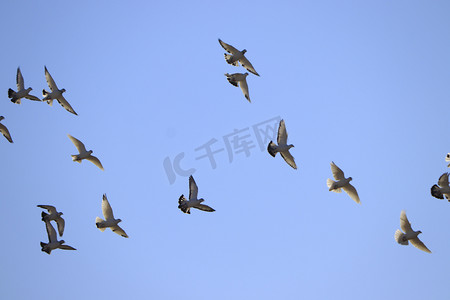 公鸽子叼母鸽子摄影照片_家养鸽子群蓝天飞翔摄影图
