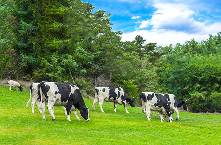 牛摄影照片_内蒙古草原吃草奶牛摄影图