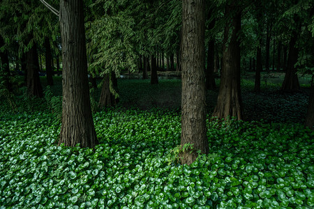 绿油油树林森林植物摄影图