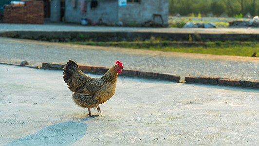 乡下家禽鸡全身摄影图