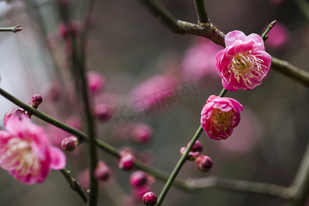 杭州植物园风景红梅花蕊特写摄影图