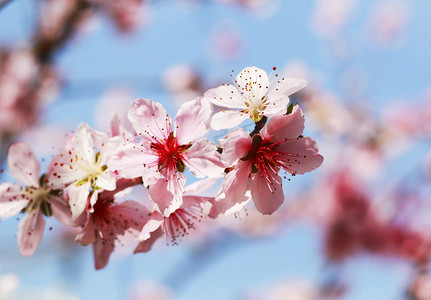春天树上粉色桃花花瓣特写摄影图