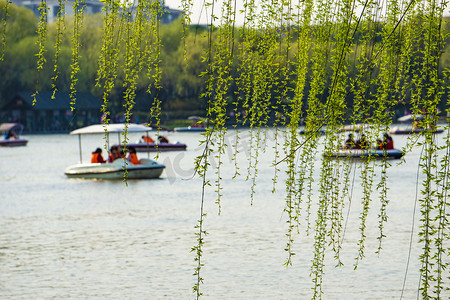 春天公园湖边垂柳摄影图