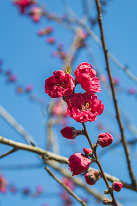 春天桃花自然风景摄影图