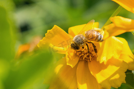 蜜蜂采蜜摄影图