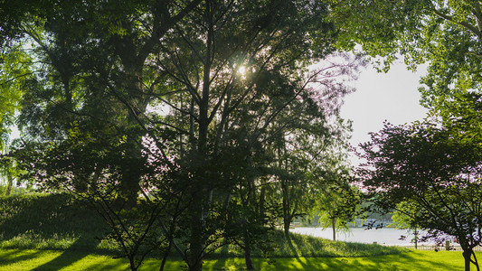 夕阳草坪摄影照片_绿色植物阳光摄影图