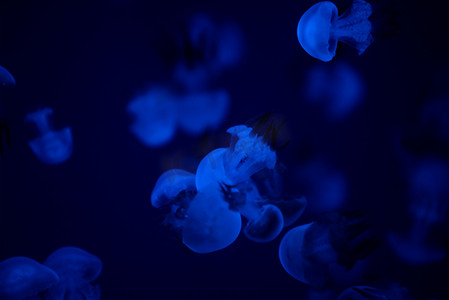 蓝色水母摄影图