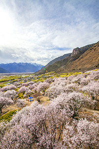 露珠桃花摄影照片_林芝桃花林摄影图