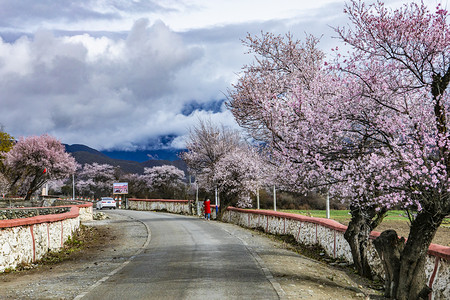 公路两旁桃花树摄影图