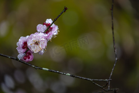 冬天梅花枝条摄影