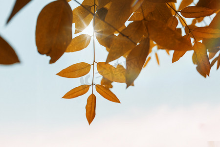 秋天阳光树叶摄影图