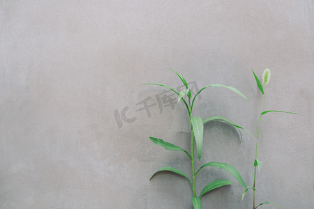 绿叶背景摄影照片_墙角植物摄影图