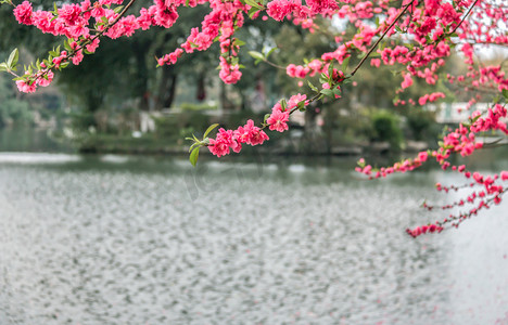 春天盛开桃花摄影图