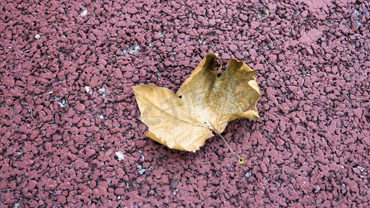 枫叶摄影照片_一片落在地上的枫叶