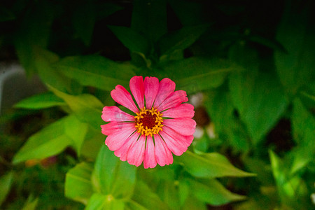 盛开粉红色花朵摄影图