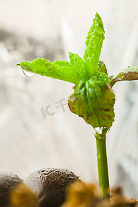 雨后长出小树苗摄影图