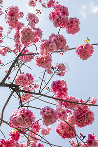 春天桃花繁花盛开自然风景摄影图