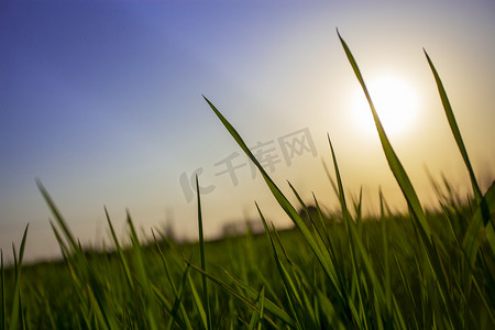 播种春的希望摄影照片_春天清晨小草希望自然风景摄影图