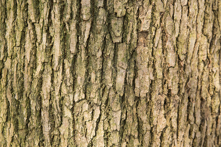 机理摄影照片_粗糙的树皮质感纹理