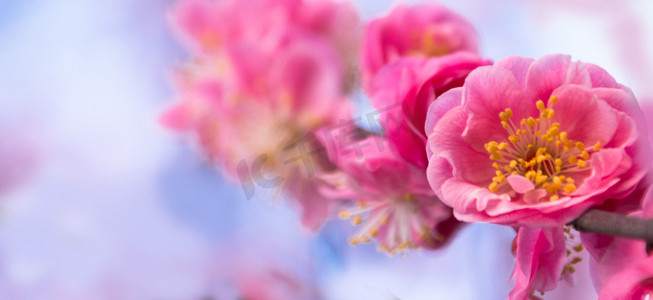 一支梅花摄影照片_唯美粉色梅花花朵自然风景摄影图