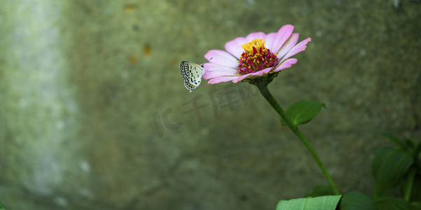 花引蝴蝶摄影图