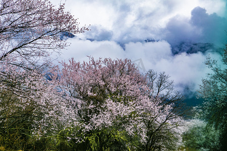 林芝摄影照片_西藏林芝桃花林摄影图