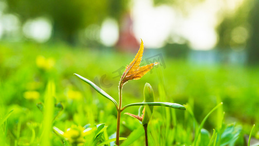 春天阳光小草植物摄影图