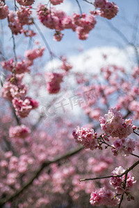 春天桃花摄影照片_春天桃花繁花盛开自然风景摄影图