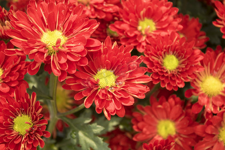 红菊鲜花花朵摄影图