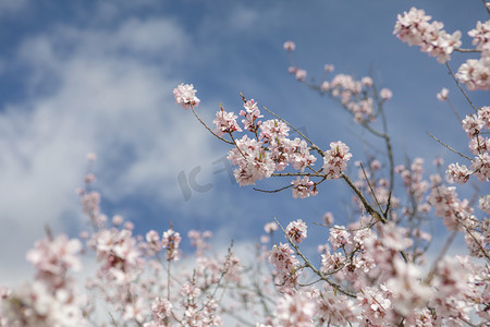 摄影照片_西藏林芝桃花摄影图