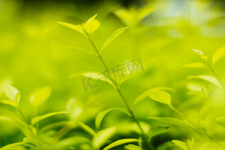 夏天绿色小清新摄影照片_绿色植物背景小清新摄影图